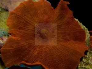 Common Mushroom Rock (Discosoma spp)