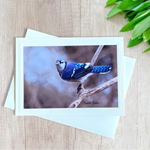 Photo Card, Blank inside, Stunning Blue Jay on Branch